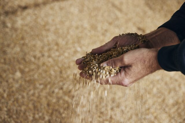 hands in grain