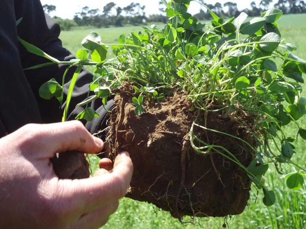 Hand holding plant with visible roots