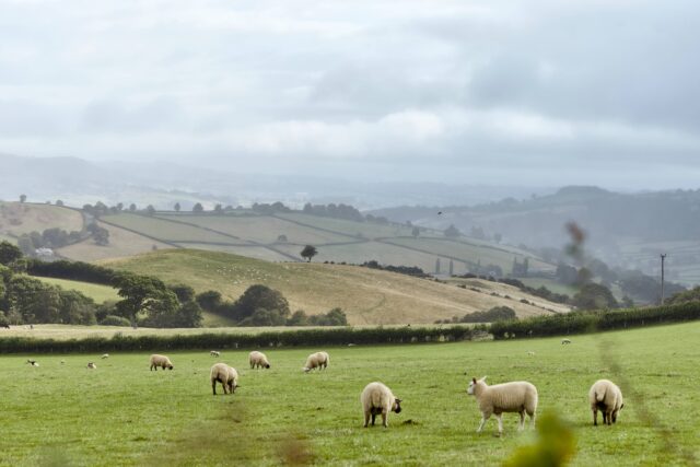Image of sheep on Welsh hillside