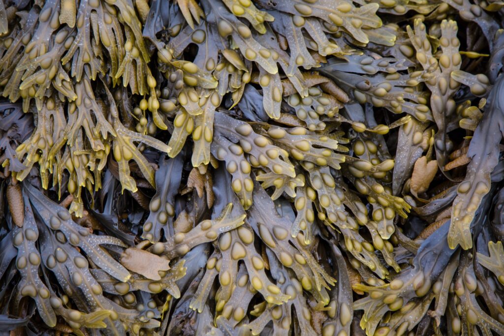seaweed close up